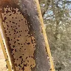 عسل طلح- سدر- أثل