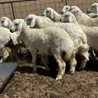 رخال حريه مراح واحد ( تم البيع )