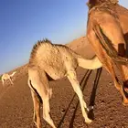 حاشي حليب شعير برسيم فقط