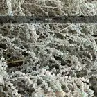 بذور نبات الخذراف الرعوي. وبذور جثجاث