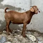 كلهاري   تم البيع