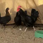 دجاج