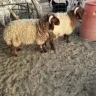 نعيم