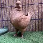 (تم البيع ) جوز كنق اصفر ضخم 150 ريال تحطيم الاسعار