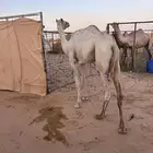 قعود مكنسل