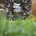 بالون عيد ميلاد