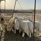 ذبايح حري ذبائح مناسبات فاخر من الاخر