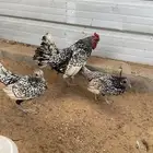 طقم دجاج سبرايت
