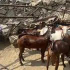 تيوس للبيع 10 الموقع محايل