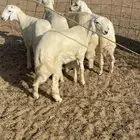 ذبايح حري طليان رخال جدة طريق بريمان توصيل لحد بيتك