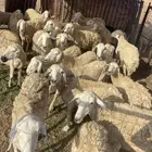 ضان للبيع