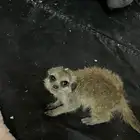 تيمون ميركاتو للبيع اليف جدا
