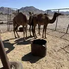 بكار حمر طيبات