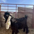 تيس مشروع فحل العمر ثنيي