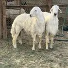 اطيب الذبايح حري و تيوس للثلاجه والمناسبات