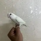 انثى روز هدد( تم البيع)