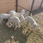 دواغير حريات