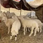 حري ذبايح مناسبات ذبائح ثلاجه يوجد صلخ وتوصيل