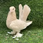 تم البيع كنرنقو ليمون