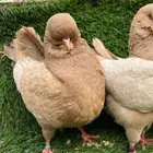 كنق راقي - تم البيع