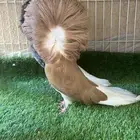 تم البيع. جاكوبين