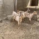 ماعز