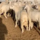 طليان جبره مناسبات فل الفل