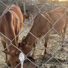 بقر للبيع تم البيع
