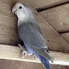 انثى روز جاهزه للانتاج