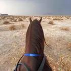 يوجد لدينا زفات خيول للمناسبات يوم الوطني والافراح الطائف