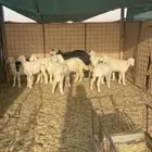 رخال حريات