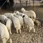 ذبايح عقايق وصدقات ومناسبات ماشاء الله تبارك الله