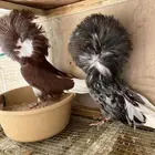 (تم البيع)جاكوبين والانث من البحرين طيور طارق المرباطي