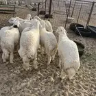 ذبايح حري وتيوس وجفار عزايم وصدقات وثلاجه