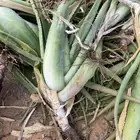 اشجار صبار كبيره للبيع (الاوفيرا)