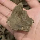 عود طبيعي كلمنتان مالينو قديم فاااخر