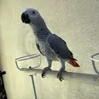 كاسكو هولندي (تم البيع )