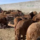 للبيع طليان سواكني حمري جذعان ثلاجات رمضان