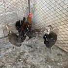دجاج عربي