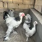 براهما