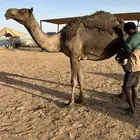 ناقة سنها ثنو   مسوح هديه تصلح ل الضيار