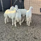 رخال حريه