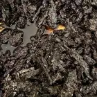 مسقى العود الملكي