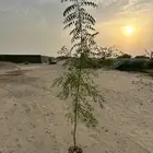 مشتل لبيع الشتلات والأشجار جده