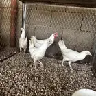 دجاج ابيض صك