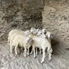 طليان للبيع