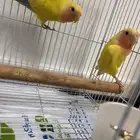 روز لاتينو عدد 2 للبيع