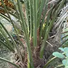 فروخ نخيل مثمره