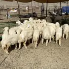 طليان ذبايح ورخال على الشرط درجه اولى ثلاجه وضيوف