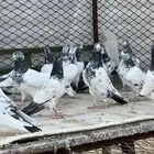 حمام باكستاني